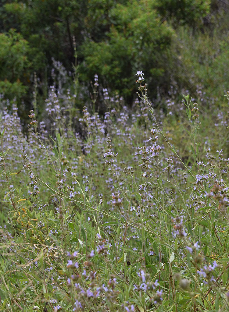 Salvia mellifera - Black Sage (Plant)