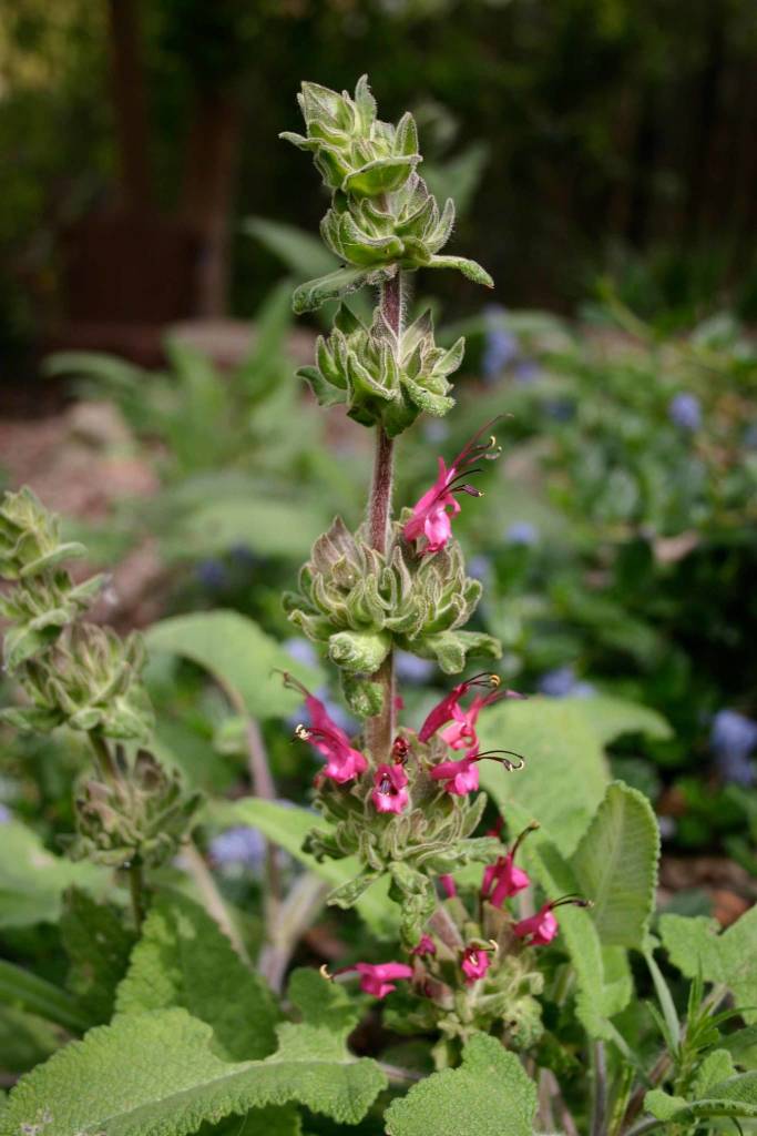 hummingbird sage plant Salvia spathacea