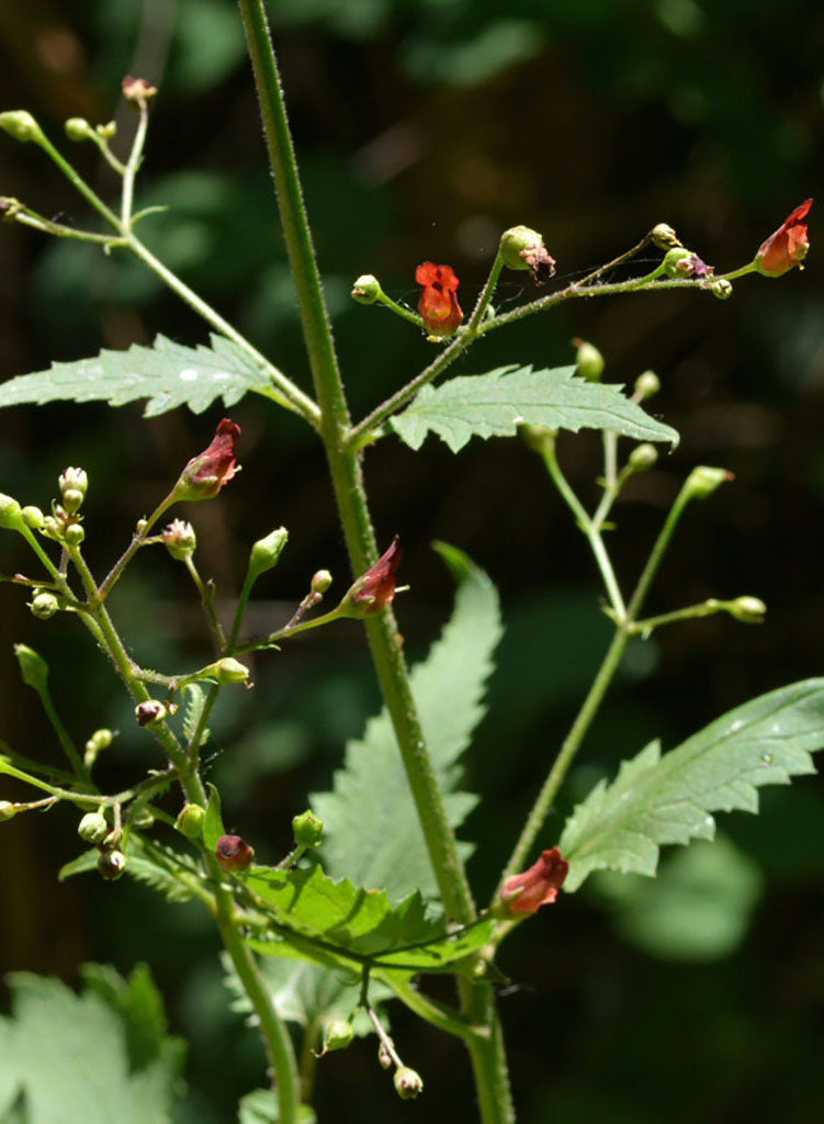 Scrophularia californica - Bee Plant, California Figwort (Seed)