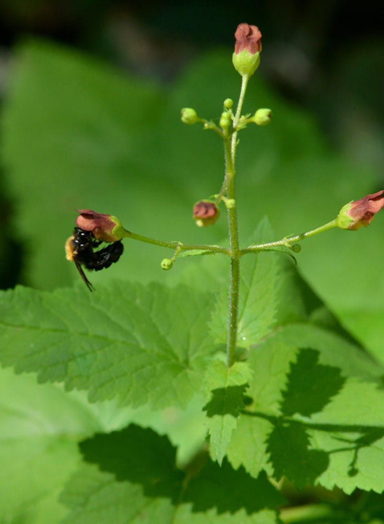 Scrophularia californica - Bee Plant, California Figwort (Seed)