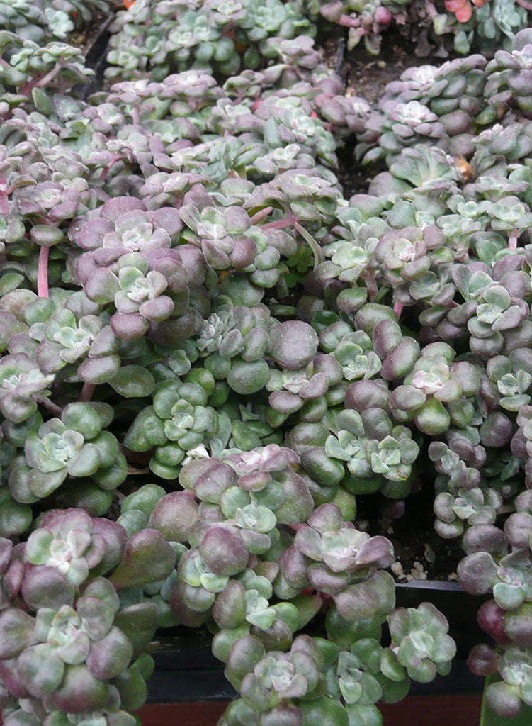 blob succulent Sedum spathulifolium 'Purpureum'