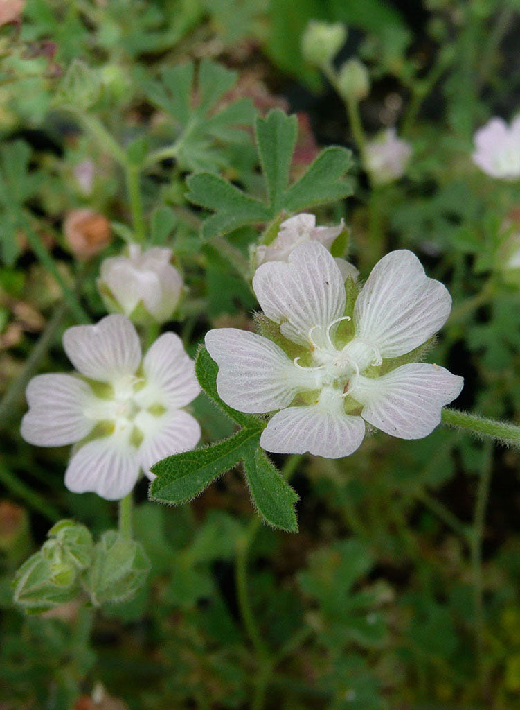 Sidalcea hickmanii ssp. anomala - Cuesta Pass Checkerbloom (Plant