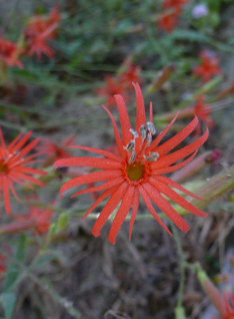 Silene laciniata ssp. laciniata - Indian Pink, Cardinal Catchfly