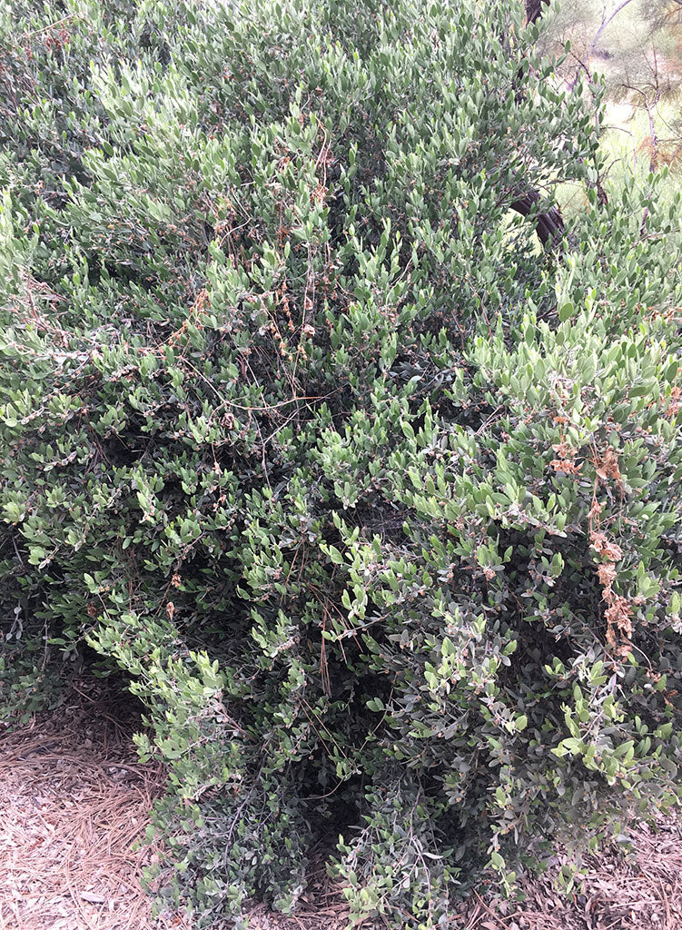 Simmondsia chinensis