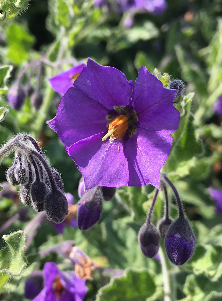 Solanum xanti 'Mountain Pride' - Mountain Pride Blue Witch (Plant)