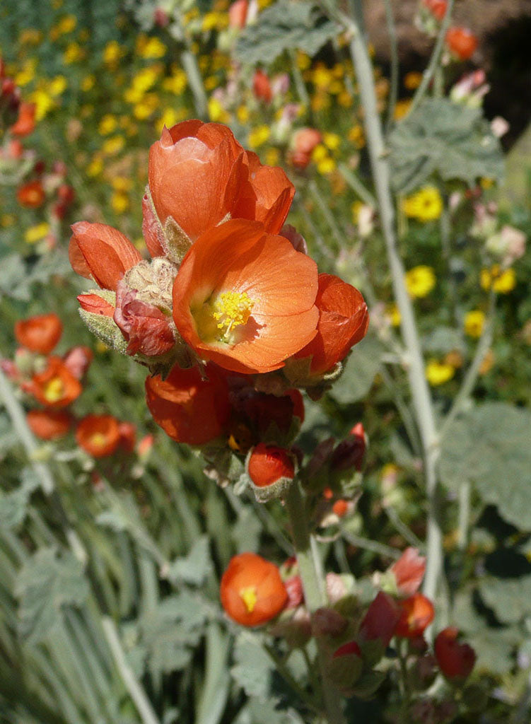 Sphaeralcea ambigua
