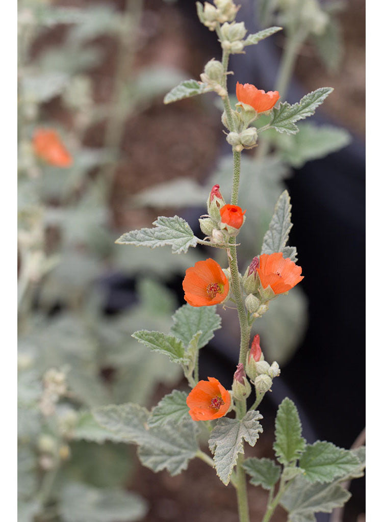 Sphaeralcea ambigua - Apricot Mallow (Seed) – Theodore Payne