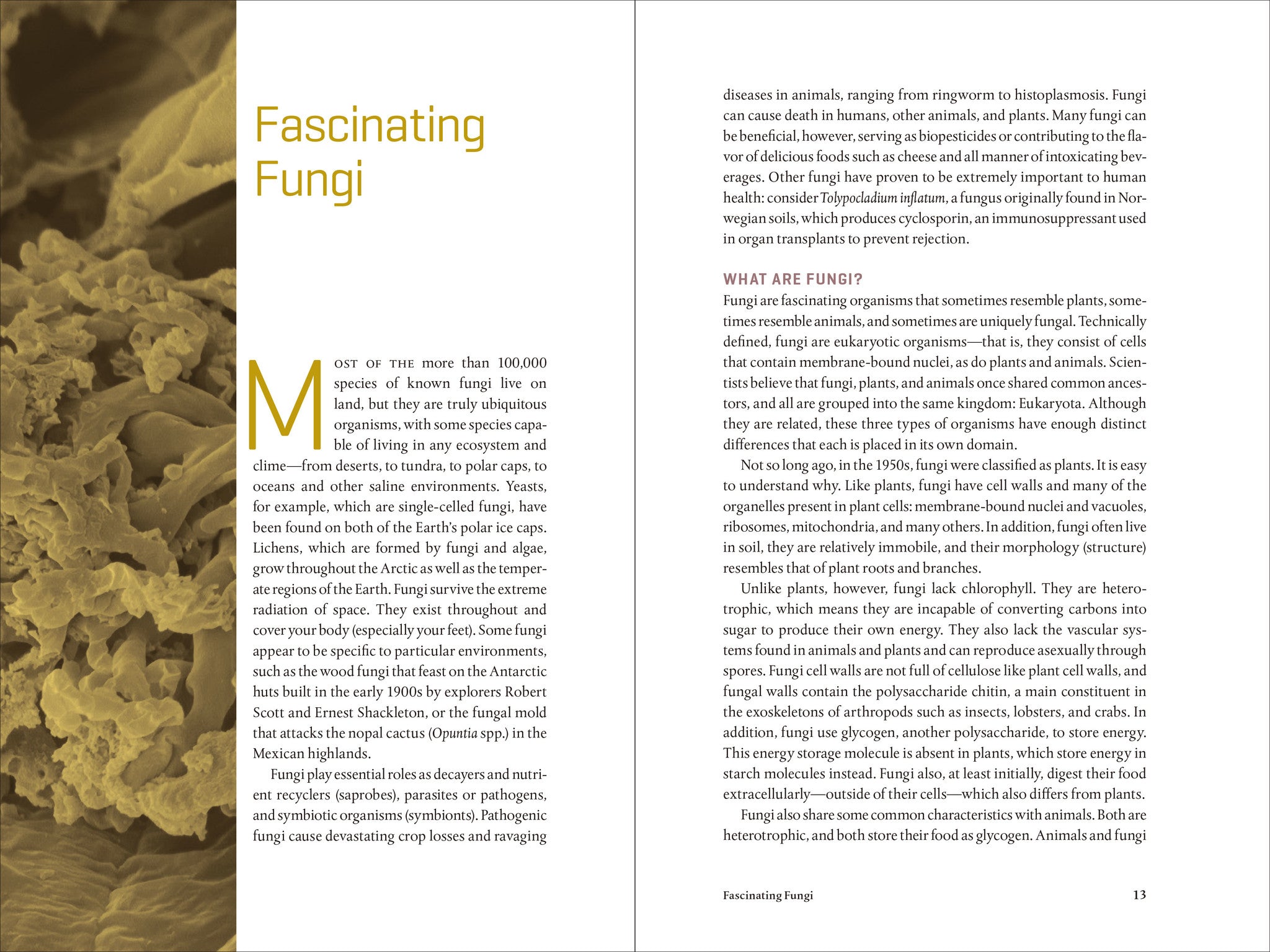 Teaming With Fungi: The Organic Grower's Guide to Mycorrhizae