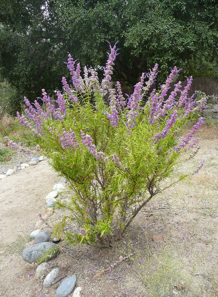 Trichostema lanatum - Woolly Blue Curls, Romero (Plant)
