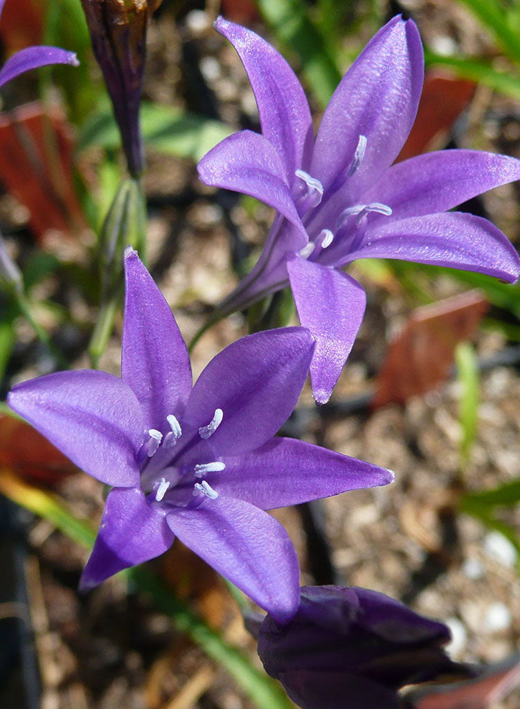 Triteleia laxa 'Corrina' - Corrina Ithuriel's Spear (Plant