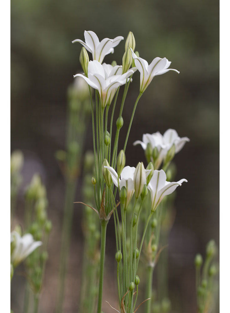 Triteleia laxa 'White Queen' - White Queen Ithuriel's Spear (Plant
