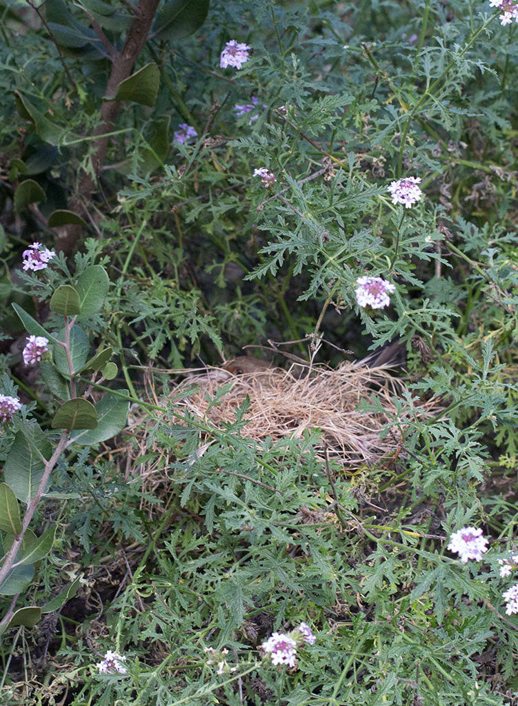 Verbena lilacina 'Paseo Rancho' - Paseo Rancho Lilac Verbena (Plant)