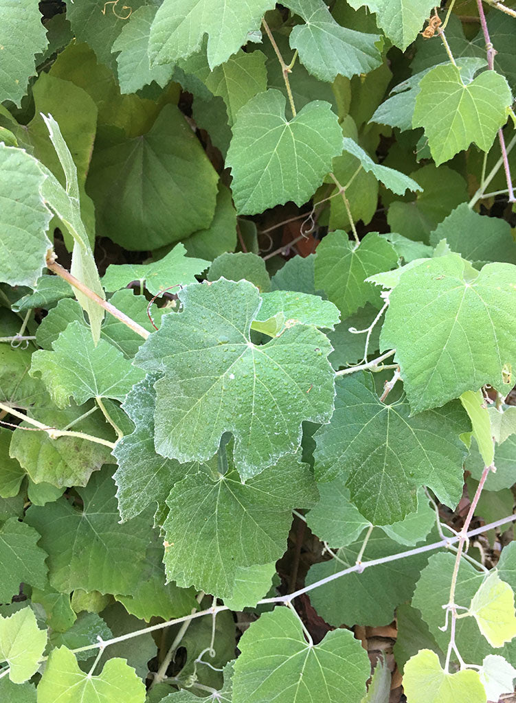 wild grape succulent Vitis girdiana