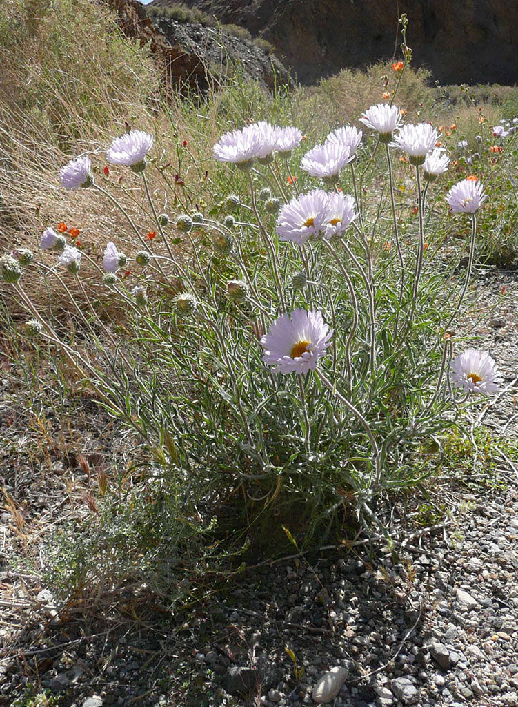 lavender tree mojave Xylorhiza tortifolia