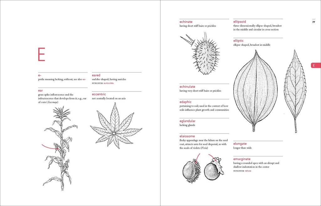 A Botanist's Vocabulary: 1300 Terms Explained and Illustrated