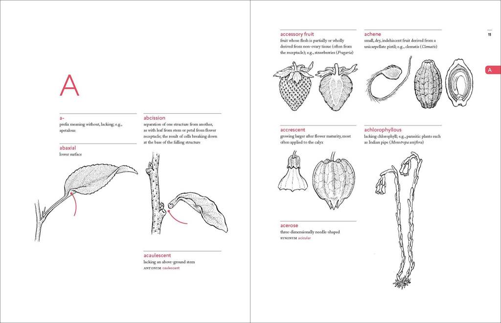 A Botanist's Vocabulary: 1300 Terms Explained and Illustrated