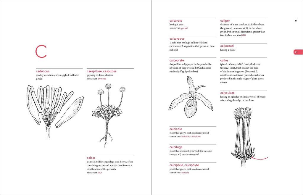 A Botanist's Vocabulary: 1300 Terms Explained and Illustrated