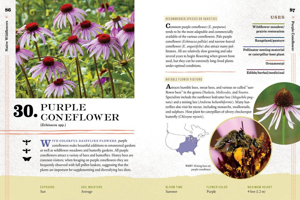 100 Plants to Feed The Bees