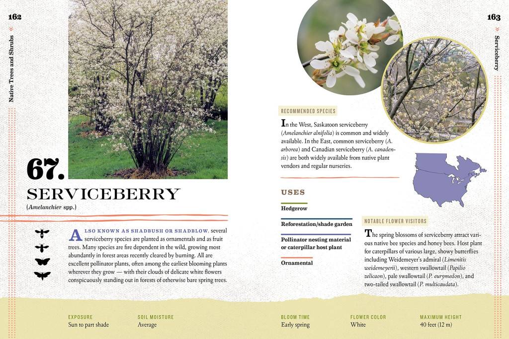 100 Plants to Feed The Bees