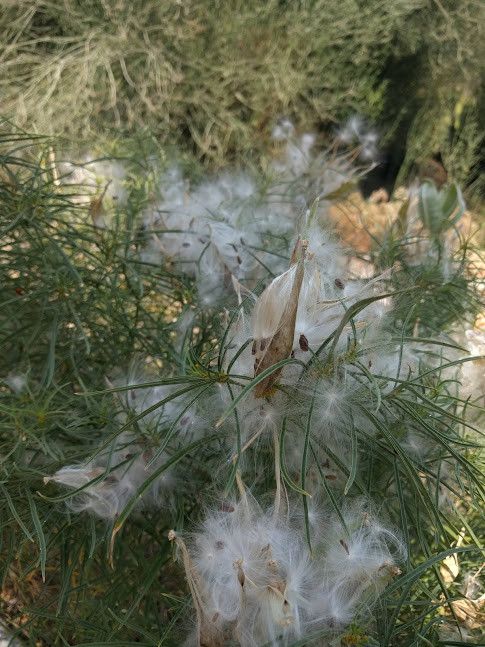 Asclepias fascicularis - Narrowleaf Milkweed (Seed)