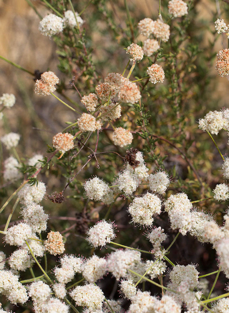 buckwheat plant seeds Eriogonum fasciculatum