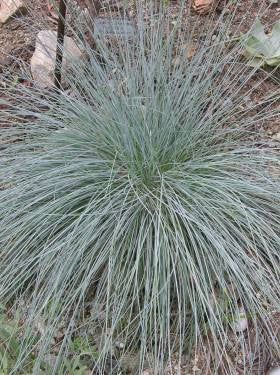 Festuca Idahoensis (Seed) – Theodore Payne Foundation