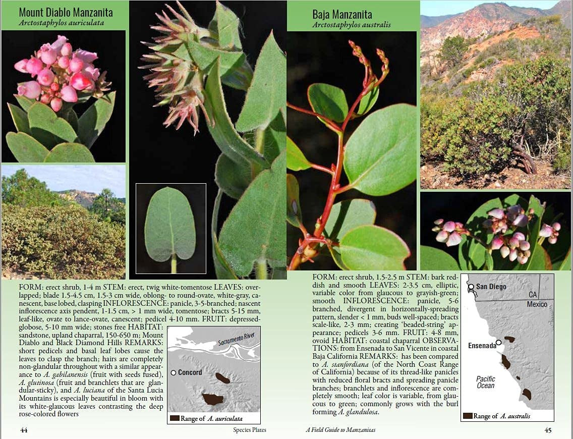 Field Guide to Manzanitas: California, North America and Mexico