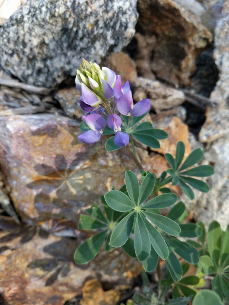 succulent lupine Lupinus succulentus