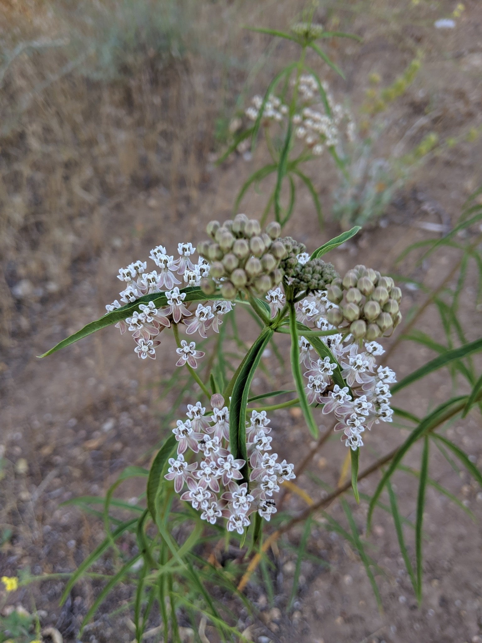 Asclepias fascicularis - Narrowleaf Milkweed (Seed)