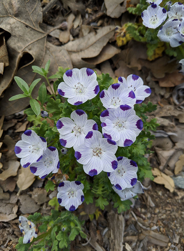 five spot flower seeds Nemophila maculata