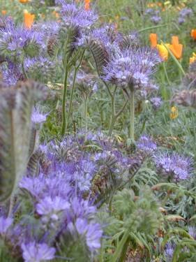 planting phacelia seeds Phacelia tanacetifolia