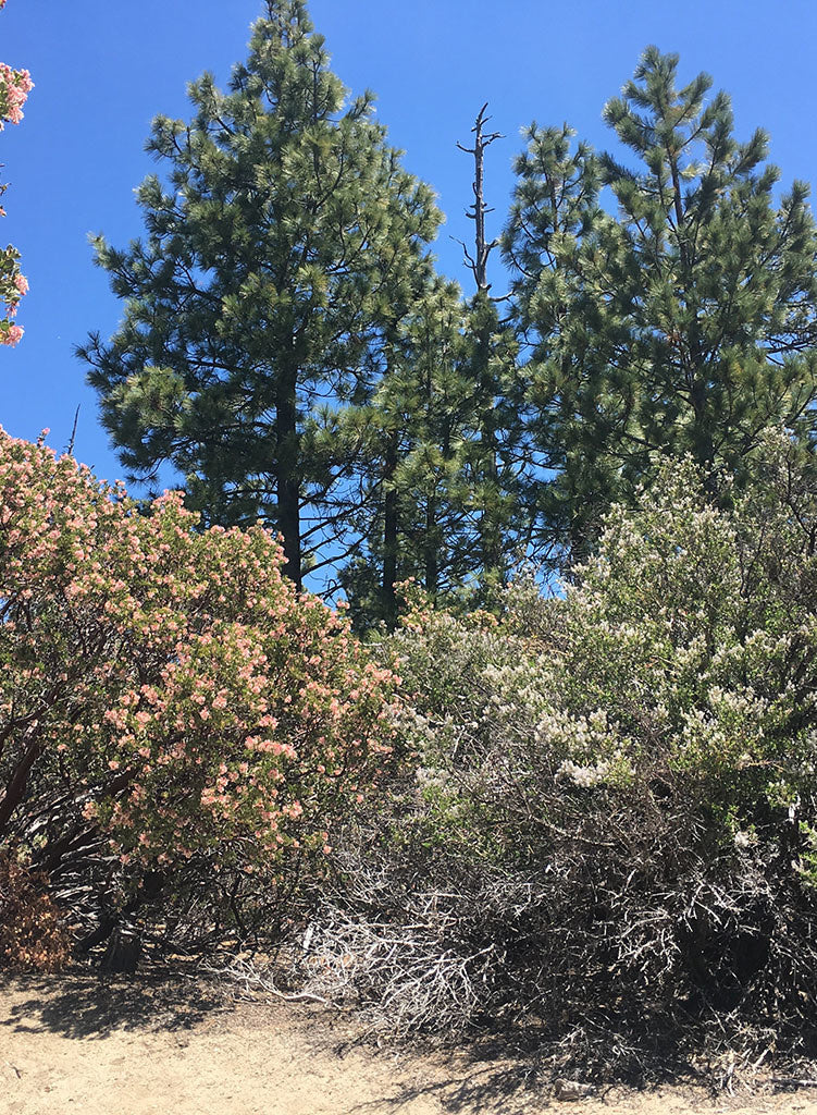planting ponderosa pine seeds Pinus ponderosa