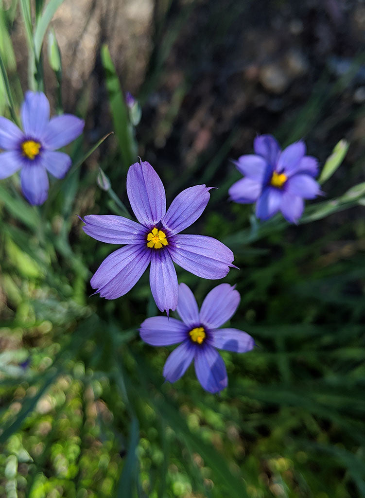 Sisyrinchium bellum