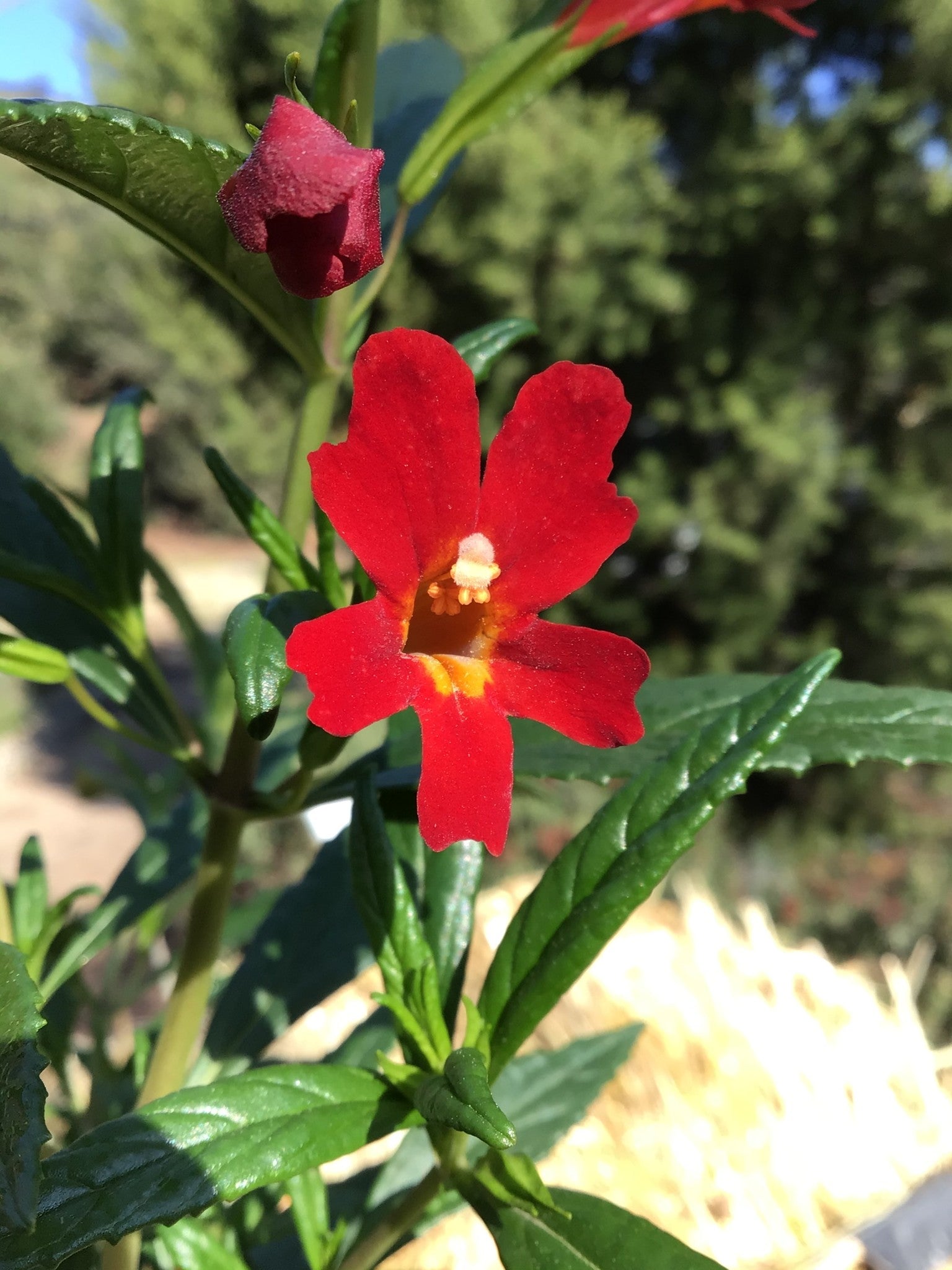 Diplacus 'Vibrant Red' - Vibrant Red Monkeyflower (Plant)