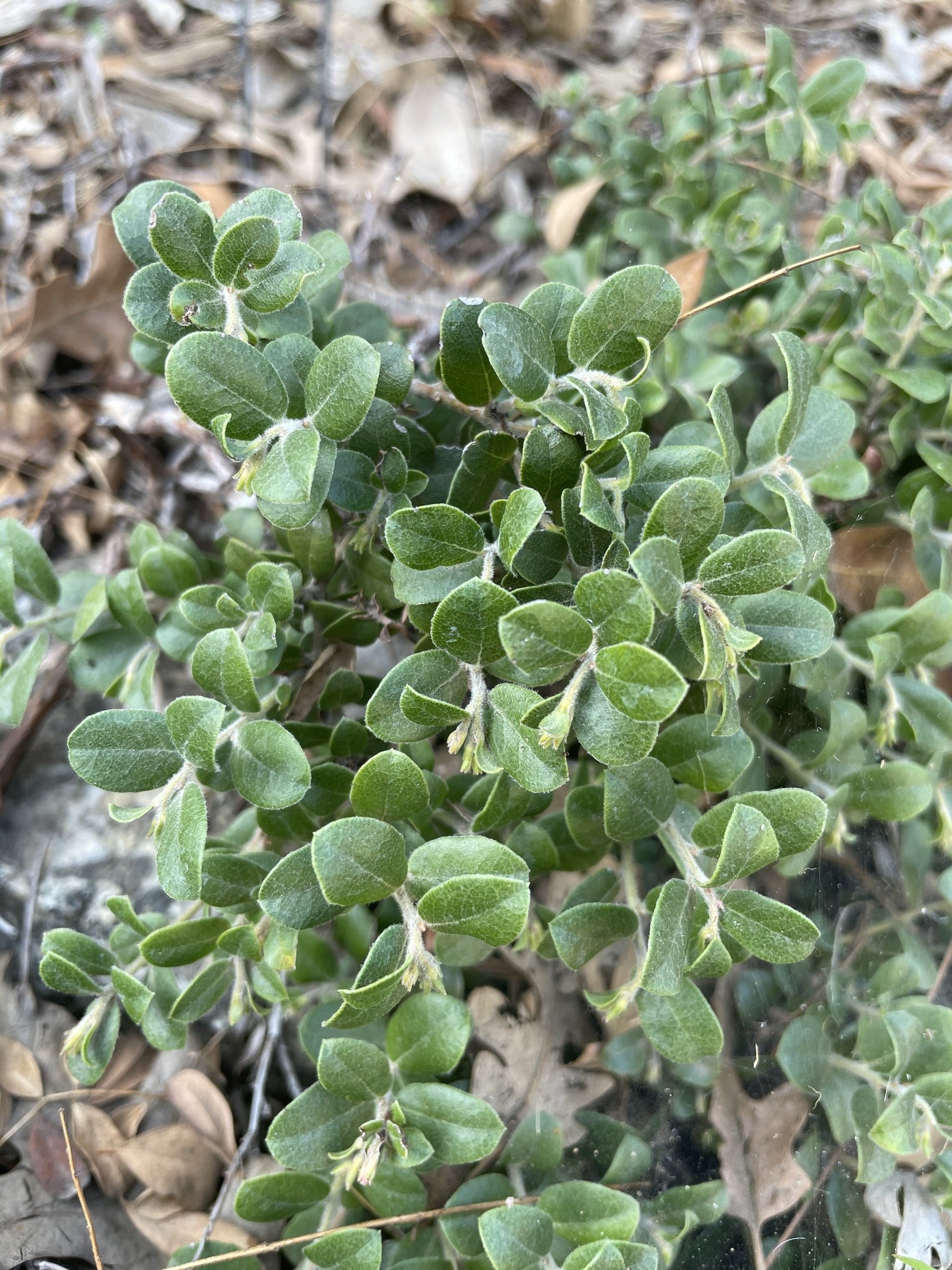 Arctostaphylos edmundsii 'Bert Johnson' - Bert Johnson Little Sur Manzanita (Plant)