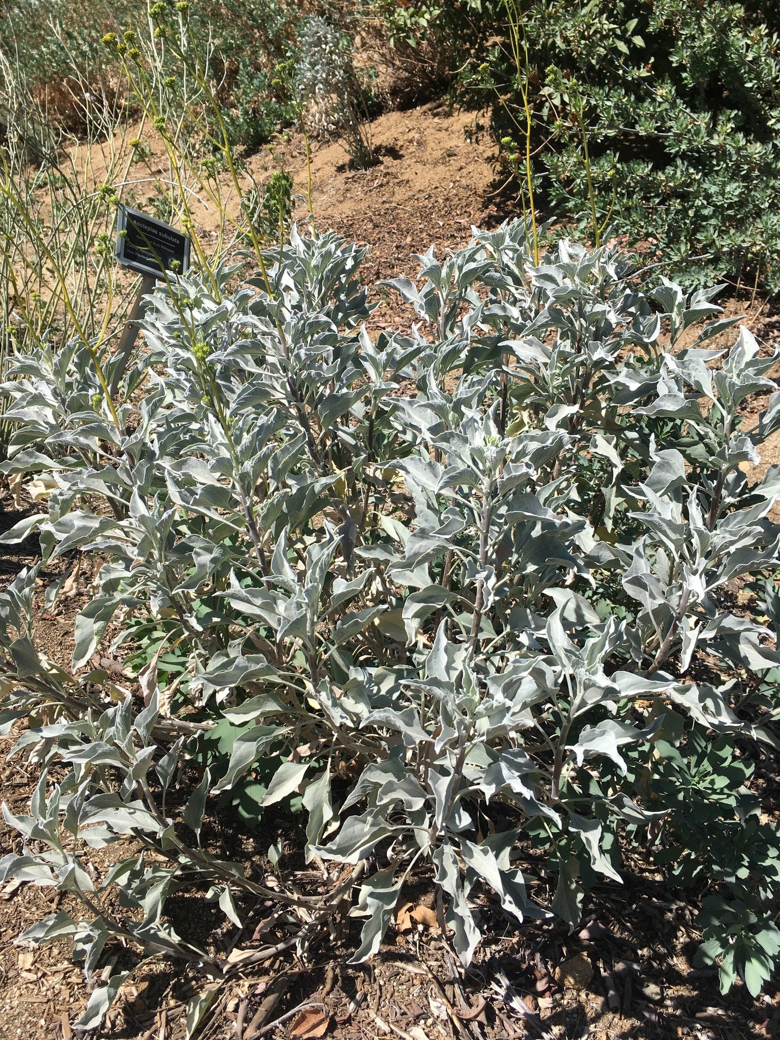 Encelia farinosa - Brittlebush, Incienso (Plant)