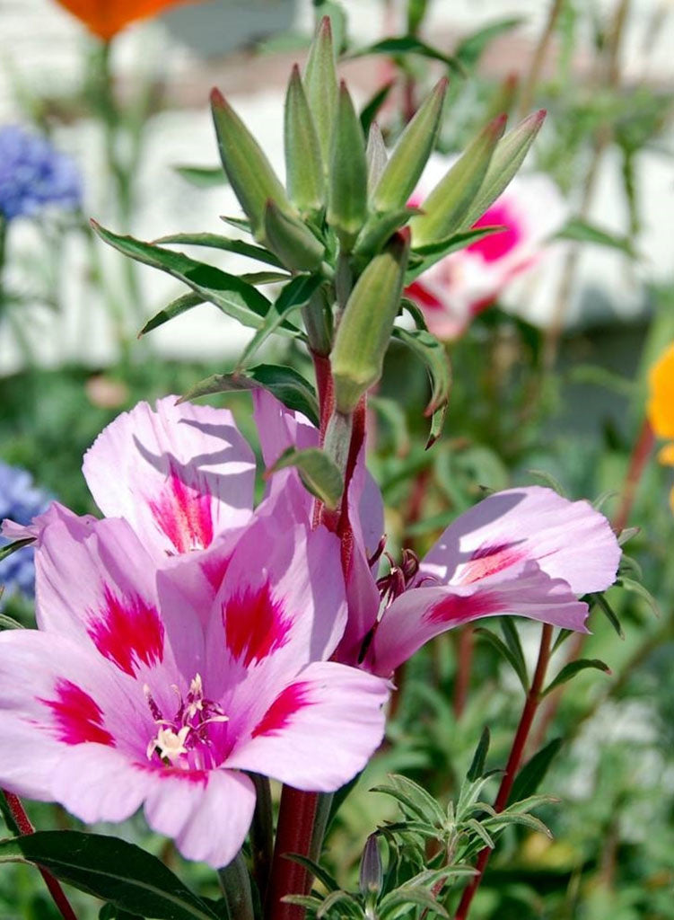 Clarkia amoena - Farewell to Spring (Plant)