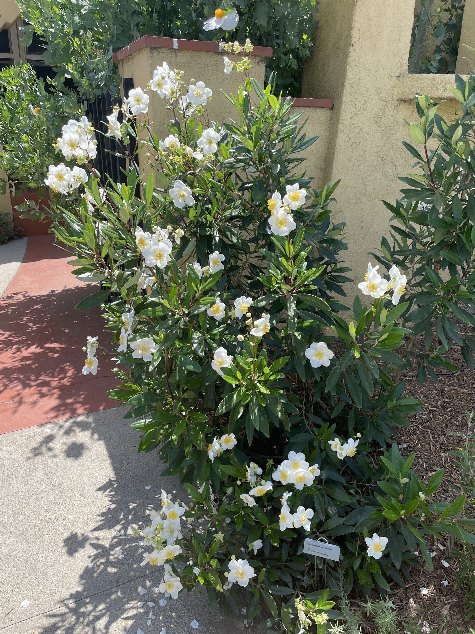 Carpenteria californica - Bush Anemone, Tree Anemone (Plant)