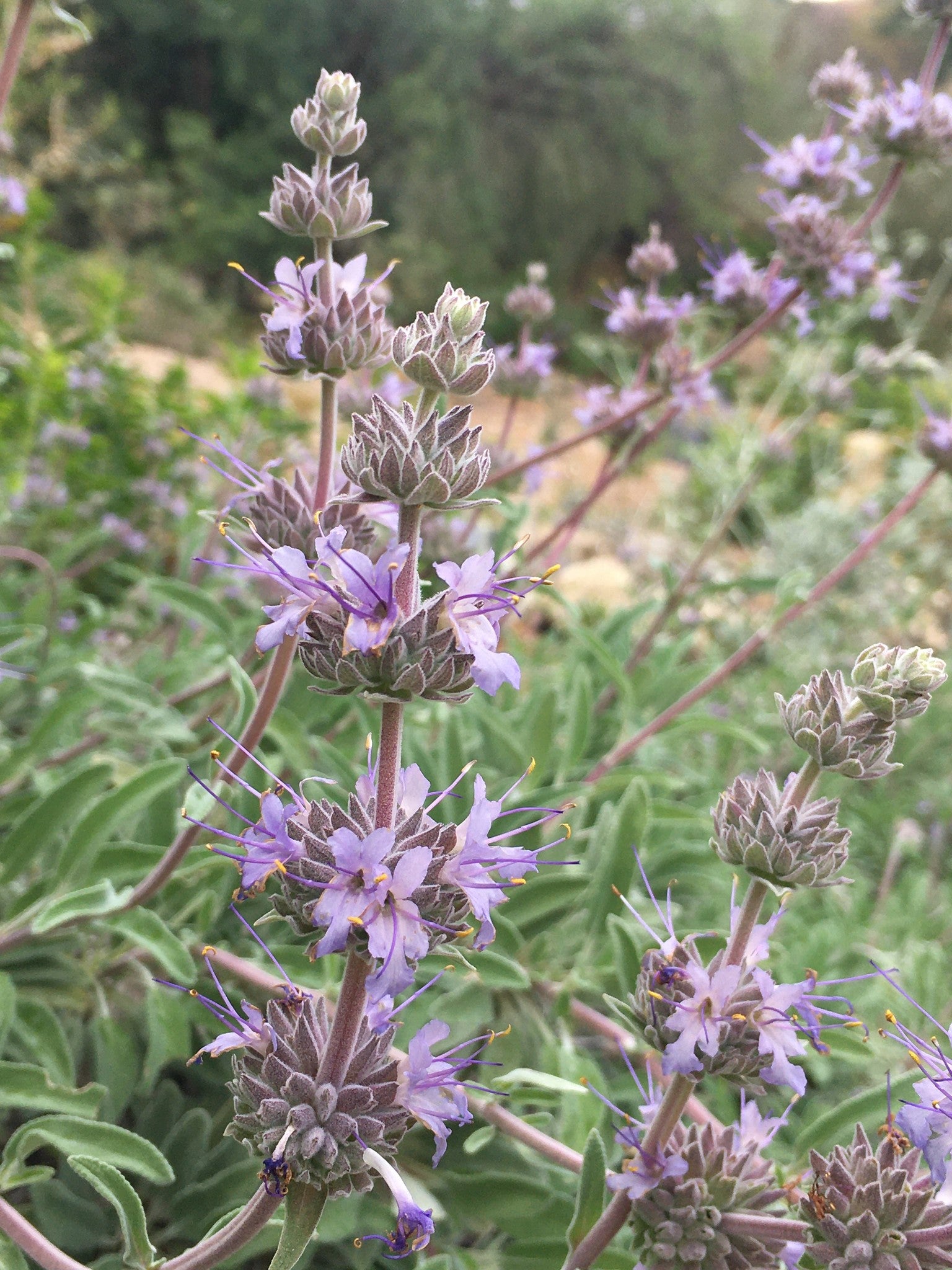 Salvia 'Bee's Bliss' - Bee's Bliss Sage (Plant)