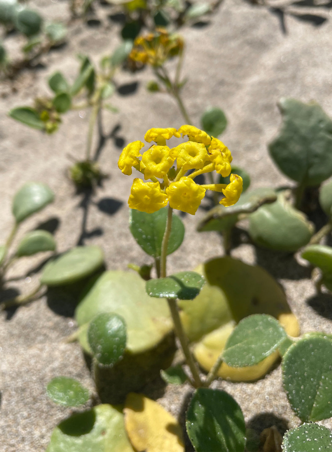 Abronia latifolia - Coastal or Yellow Sand Verbena (Plant)