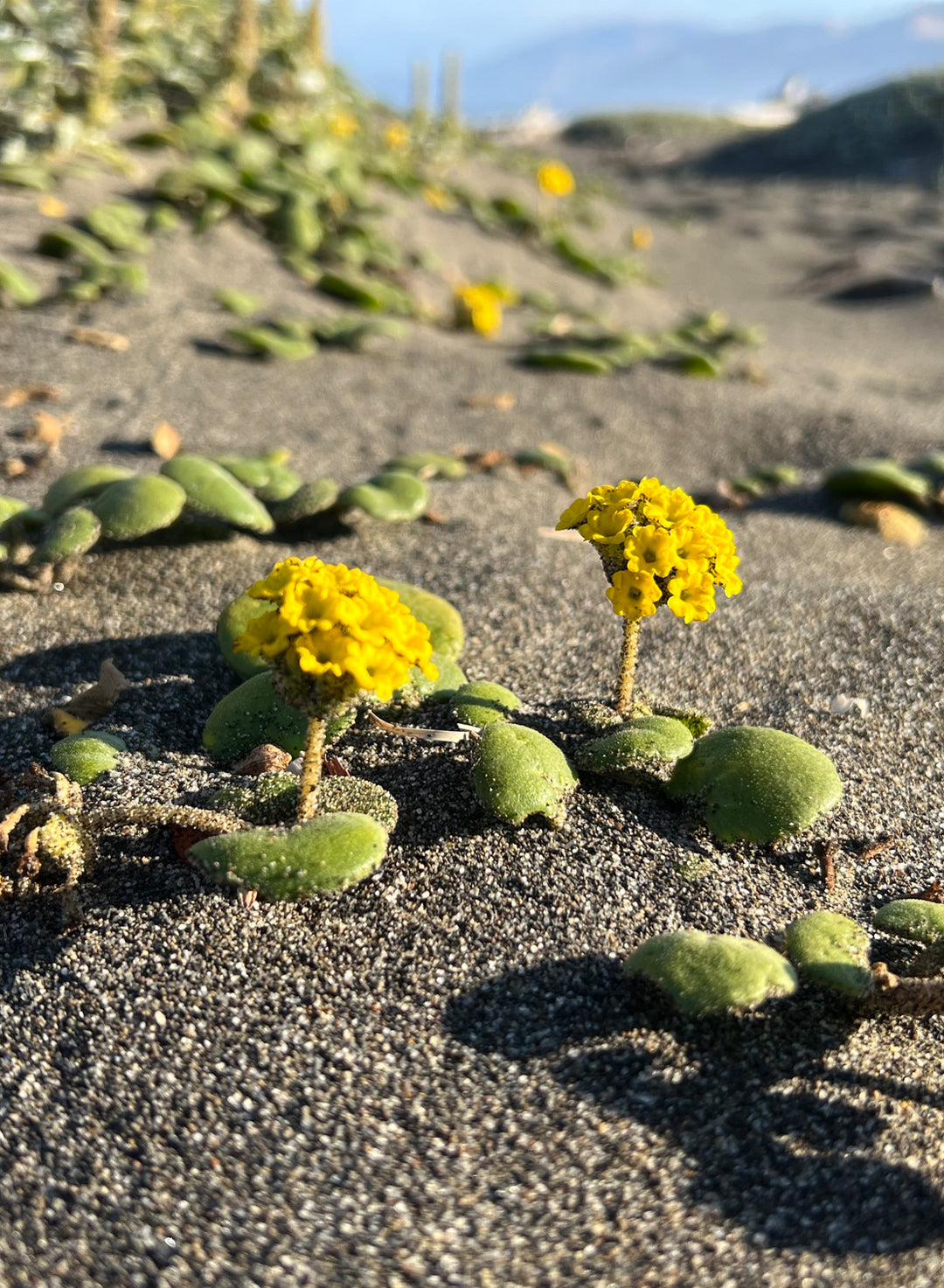 Abronia latifolia - Coastal or Yellow Sand Verbena (Plant)