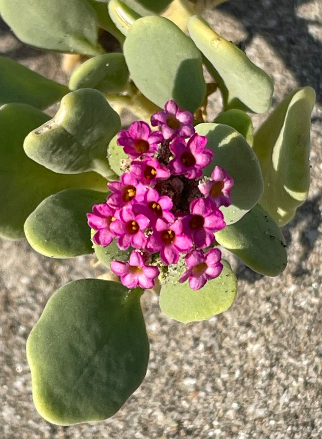 Abronia maritima - Red Sand Verbena (Plant)