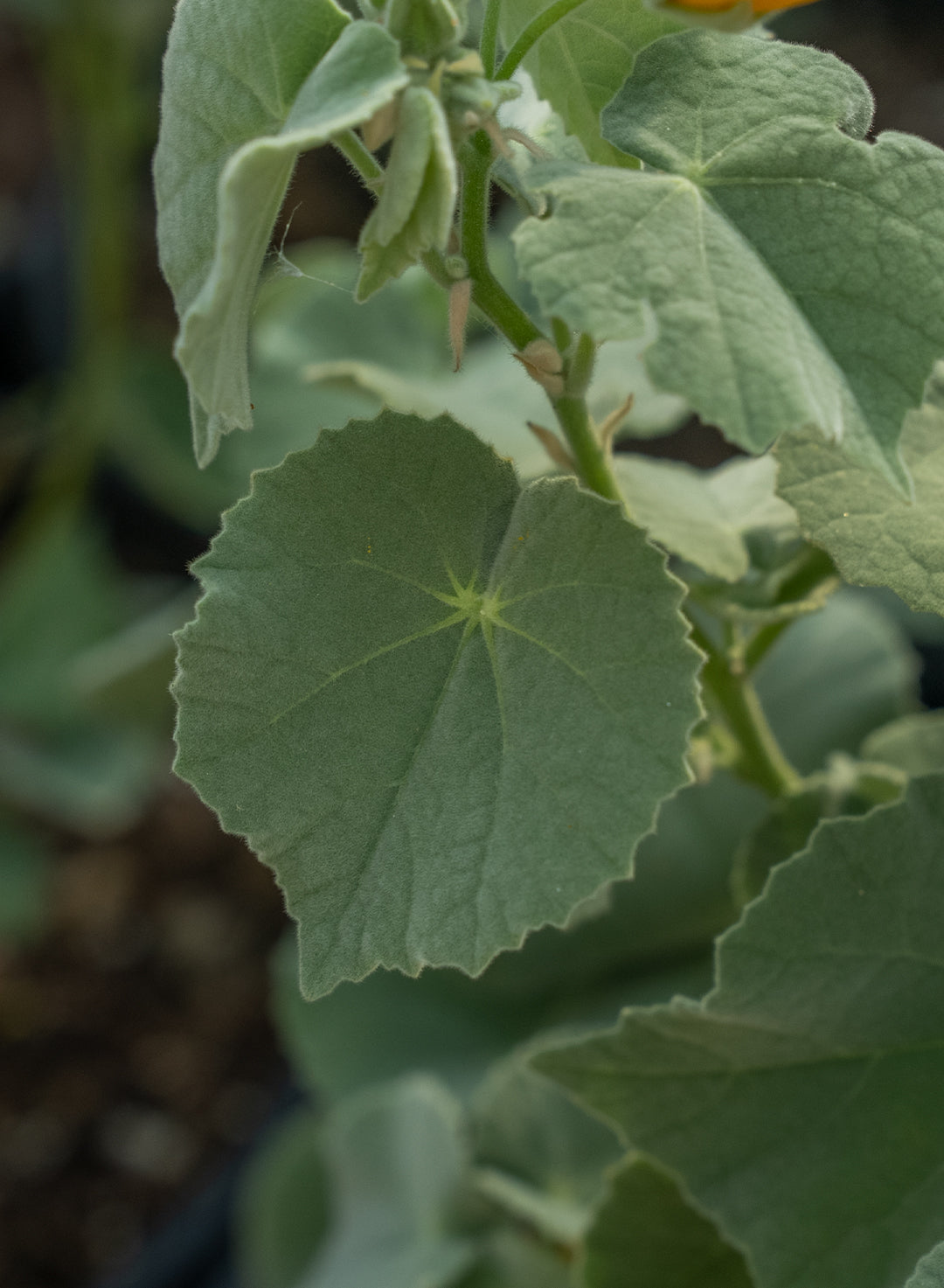 Abutilon palmeri - Palmer's Indian Mallow (Plant)