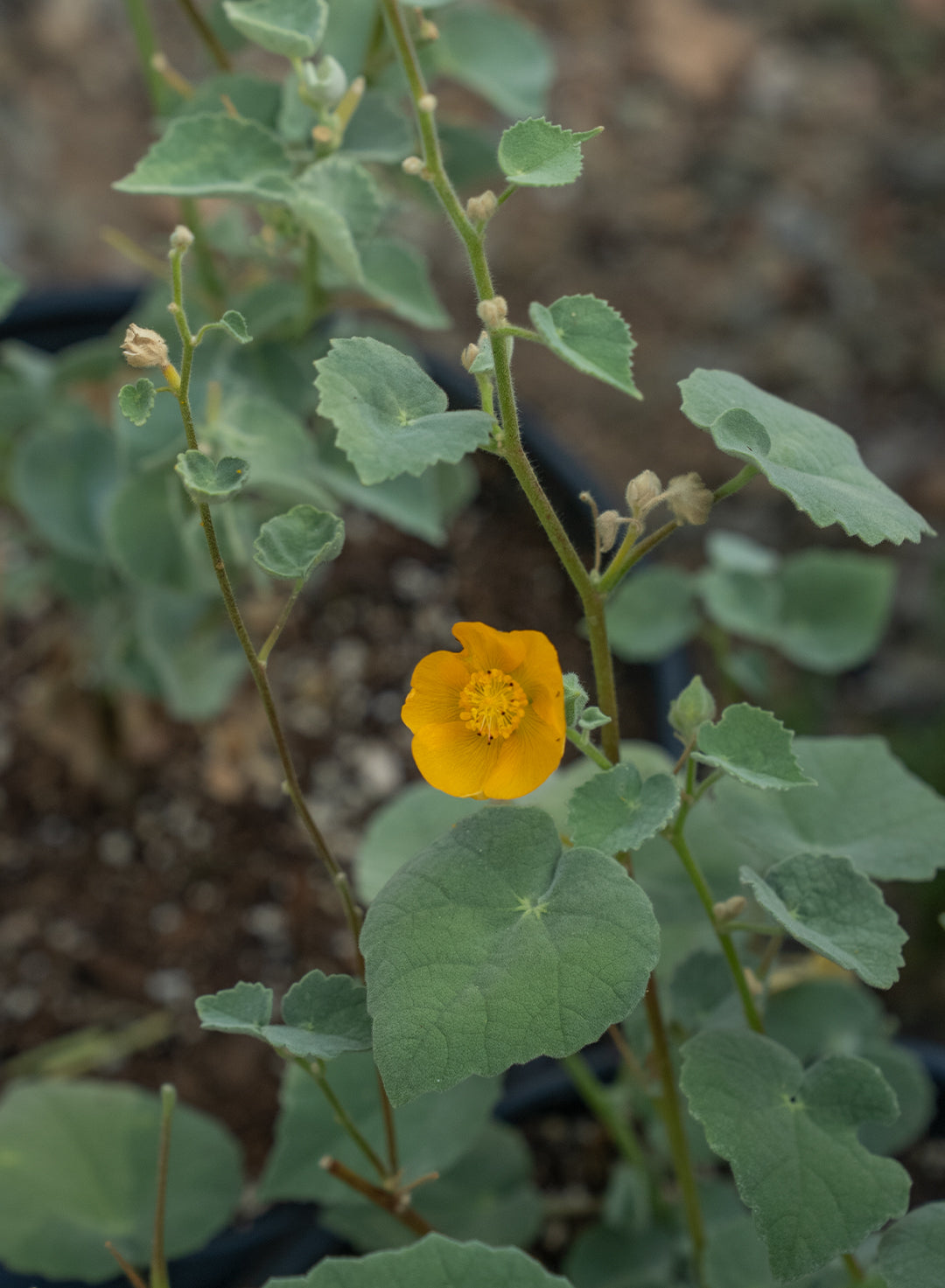 Abutilon palmeri - Palmer's Indian Mallow (Plant)