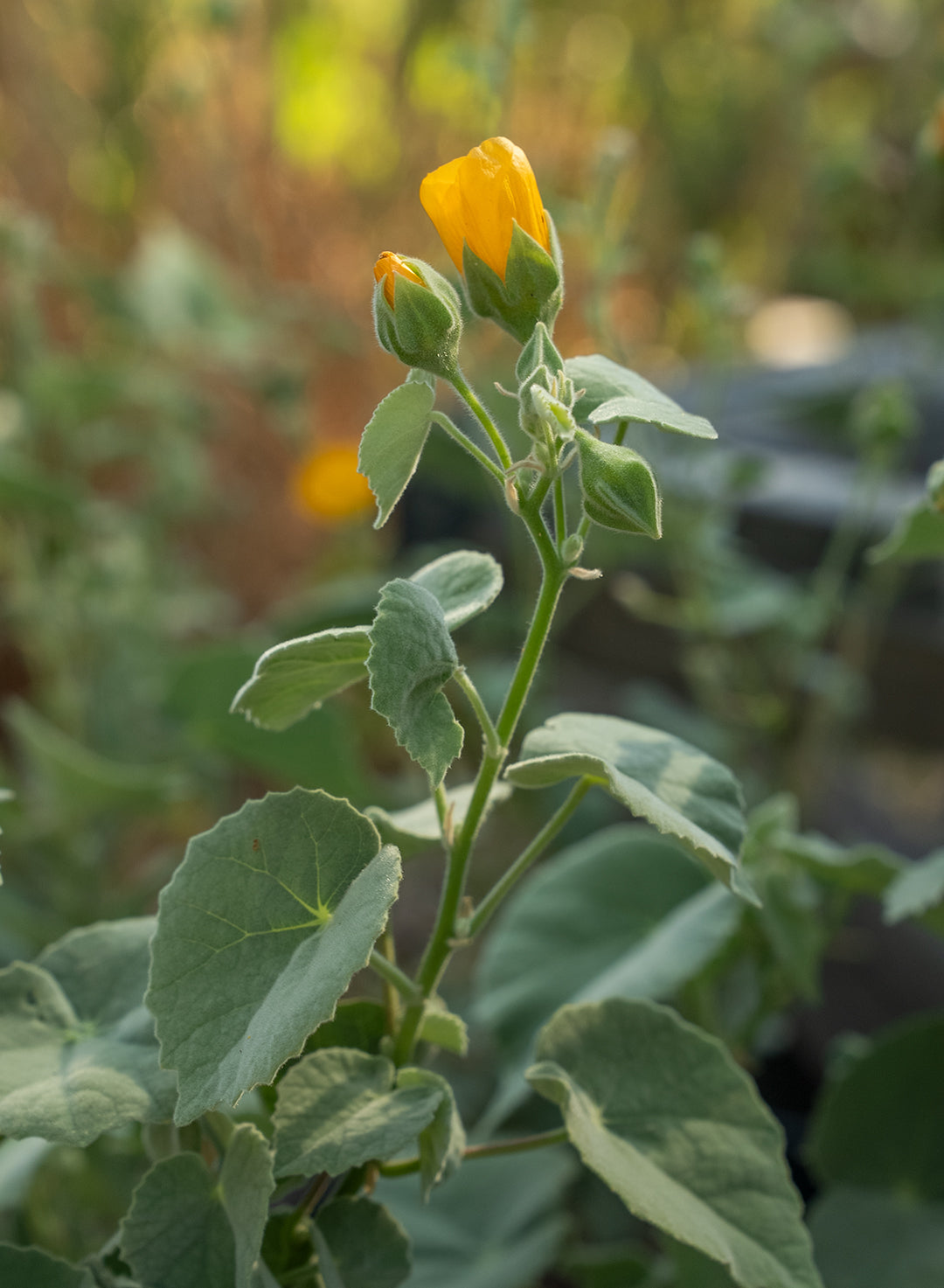 Abutilon palmeri - Palmer's Indian Mallow (Plant)