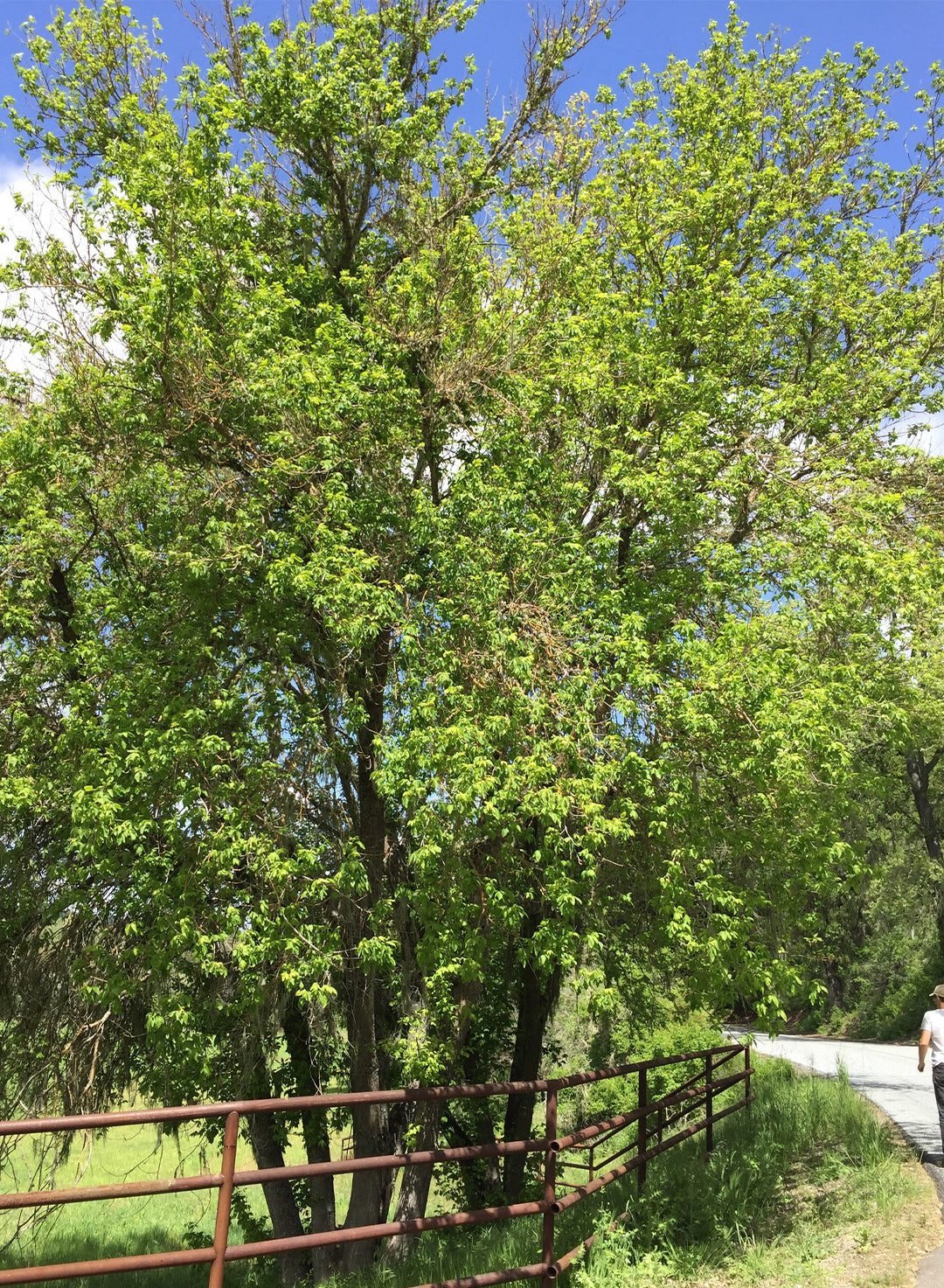 Acer negundo - Box Elder (Plant)