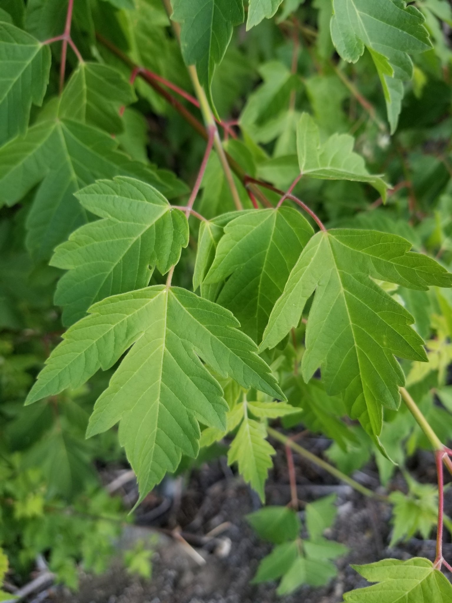 Acer negundo - Box Elder (Plant)