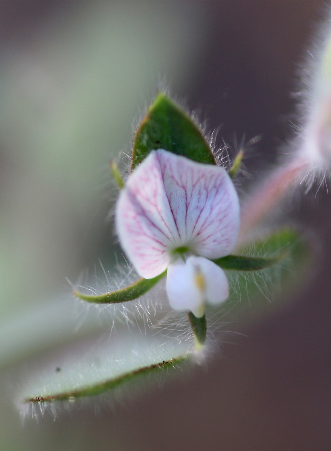 Acmispon americanus var. americanus - Spanish Clover, Spanish Lotus (Plant)