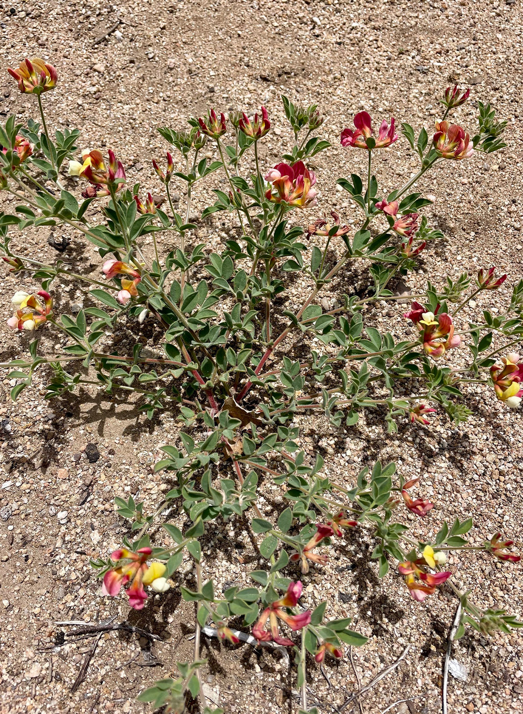Acmispongrandiflorusgrandiflorus-1.jpg