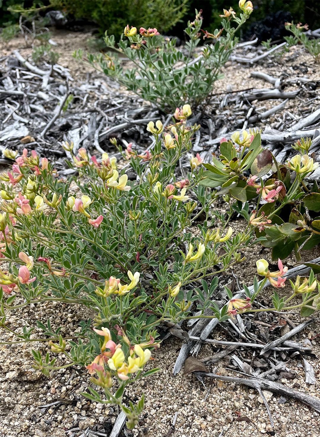 Acmispongrandiflorusgrandiflorus-2.jpg